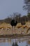 Springbok Plains Game on the African Plains with Ostrichs close by