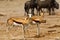 Springbok Plains Game on the African Plains with Wildebeest behind close by