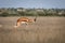 Springbok pronking in the Central Kalahari.