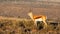 Springbok Ram in the Mountain Zebra National Park