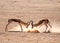 Springbok Rams Fighting