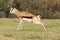 A springbok ready for a sprint