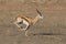 Springbok running