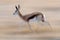 Springbok Running