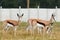 Springbok running in the mist hanging over Addo Wildlife