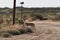 Springbok, sand gazelle Gazella marica, Arabian Peninsula