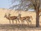 Springbok in the Shade of a Tree