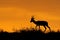 Springbok silhouette