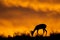 Springbok silhouette, Kalahari