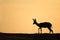 Springbok silhouette, Kalahari desert