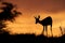 Springbok silhouette, Kalahari desert