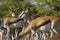 Springbok, Springbok, Antidorcas marsupialis