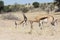 Springbok or Springbuck Antidorcas marsupialis grazing in the Auob River, Kgalagadi Transfrontier Park, Kalahari, Northern Cape