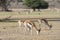 Springbok or Springbuck Antidorcas marsupialis grazing at dawn,  Auob River, Kgalagadi Transfrontier Park, Kalahari, Northern