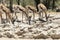 Springbok or Springbuck Antidorcas marsupialis at a waterhole, Kglagadi Transfrontier Park, Kalahari, Northern Cape, South