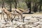 Springbok or Springbuck Antidorcas marsupialis at a waterhole, Kglagadi Transfrontier Park, Kalahari, Northern Cape, South