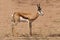 Springbok standing on a sand plain in the kalahari