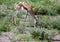 A Springbok is standing in the savannah grass of the Etosha National park in northern Namibia