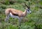 A Springbok is standing in the savannah grass of the Etosha National park in northern Namibia