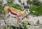 A Springbok is standing in the savannah grass of the Etosha National park in northern Namibia