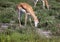 A Springbok is standing in the savannah grass of the Etosha National park in northern Namibia