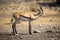 Springbok stands in profile on stony ground