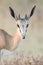 A springbok still first light