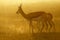 Springbok at sunrise