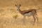 Springbok at sunrise