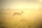 Springbok Sunset - Wildlife Background from Africa - Nature Golden Run