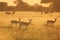 Springbok Sunset - Wildlife Background from Africa - Nature and Her Colors