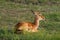 Springbok Thompson\'s gazelle resting