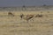 Springbok walking in Etosha National Park, Namibia