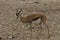 Springbok walking in Etosha National Park, Namibia