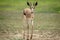 Springbok walking towards the camera.