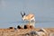 Springbok walking in water