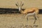 Springbok - Wildlife Background from Africa - Chewing for Life