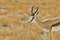 Springbok - Wildlife Background from Africa - Golden Ram