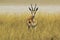 Springbok - Wildlife Background from Africa - Gracefull Female and Golden Grass