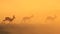 Springbok - Wildlife Background of a Golden Dust Sunset, from the wilds of Africa