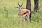 Springbok - Wildlife Background - Ram Ears