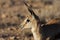 Springbok young, Kalahari desert