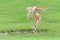 Springboks (Antidorcas marsupialis) in field