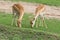 Springboks (Antidorcas marsupialis) grazing in fie