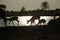Springboks in the darknight silhouetted against the waterhole at Nxai Pan