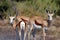 Springboks from Etosha Africa