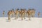 Springboks at etosha national park