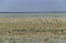 Springboks in Etosha National Park, Namibia.