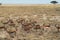 Springboks in Etosha Park in Namibia