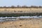 Springboks in Etosha Park in Namibia